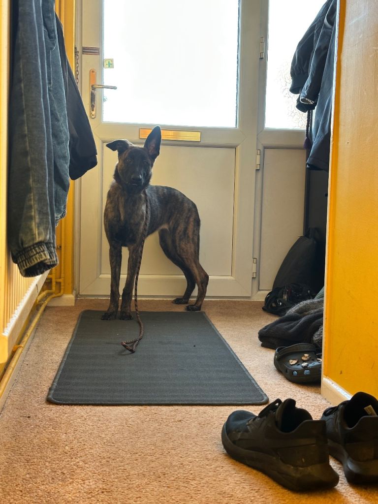 German Shepard x Lurcher 8 month old puppy 