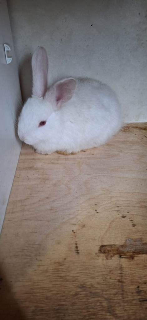 Mixed-breed (Giant + Rex) rabbits 
