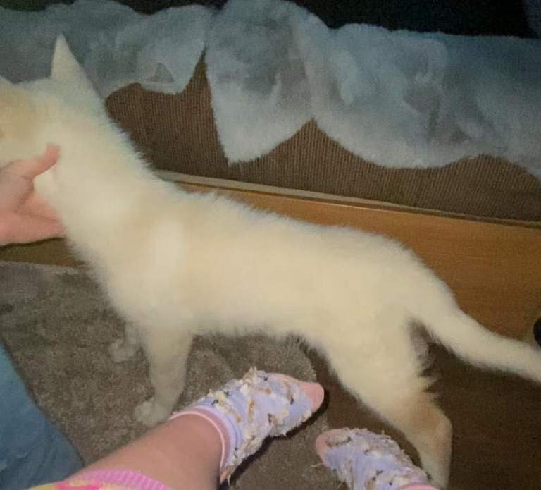 Northern Inuit X apricot German shepherd puppie