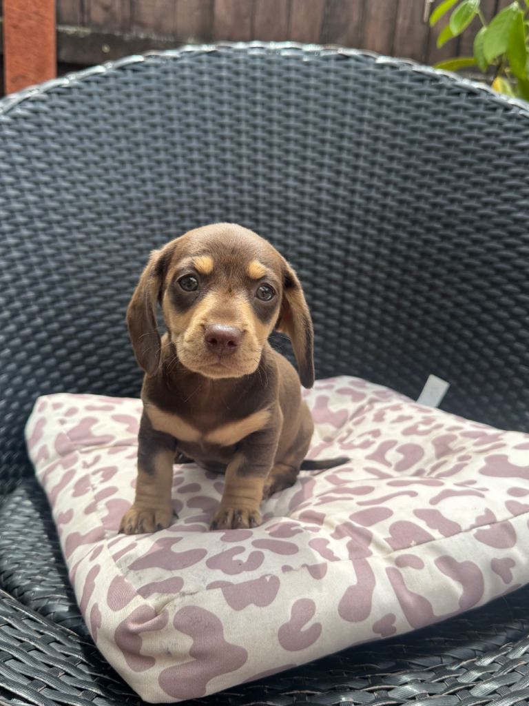 Dachshund - KC Reg - choc & cream