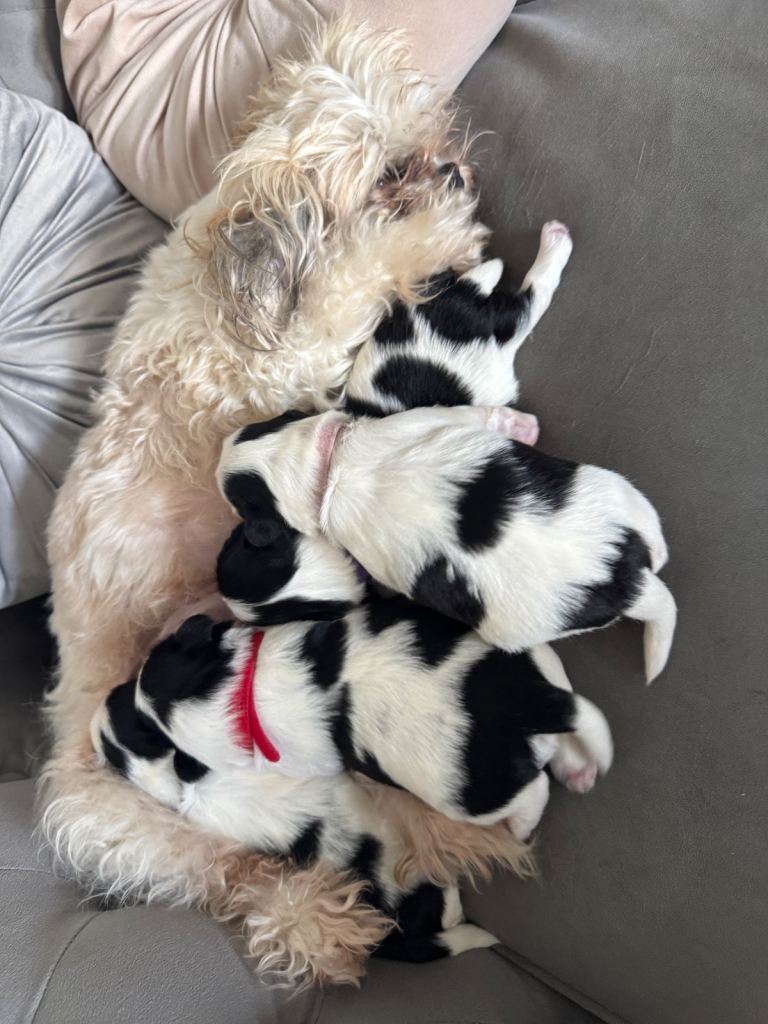 SOLD 2 x male Shih Tzu puppies for sale