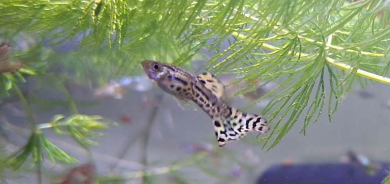 topaz and mixed guppies 