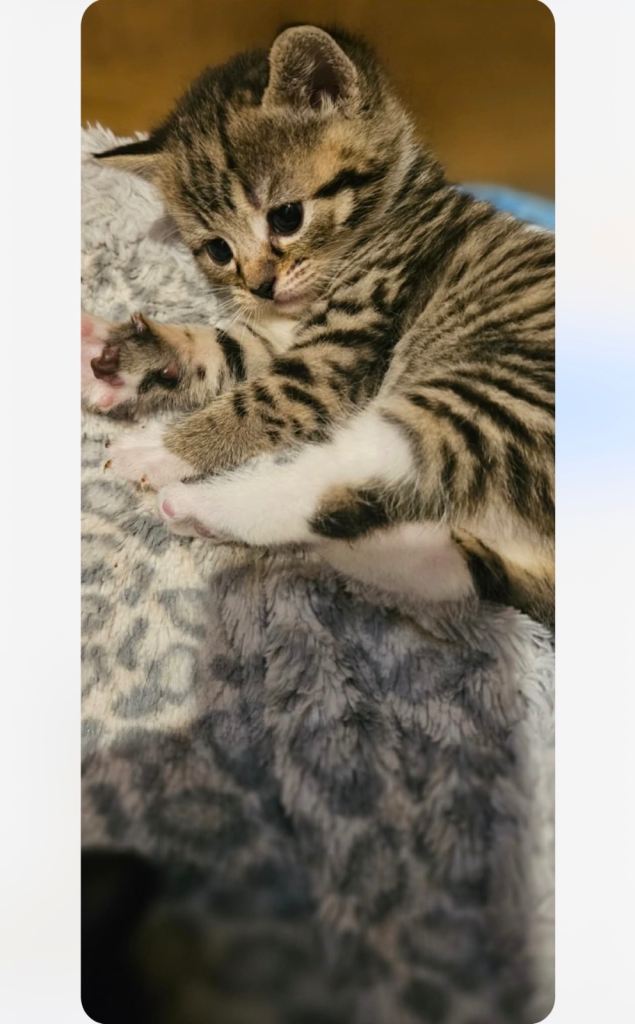 Beautiful Siamese x kittens 