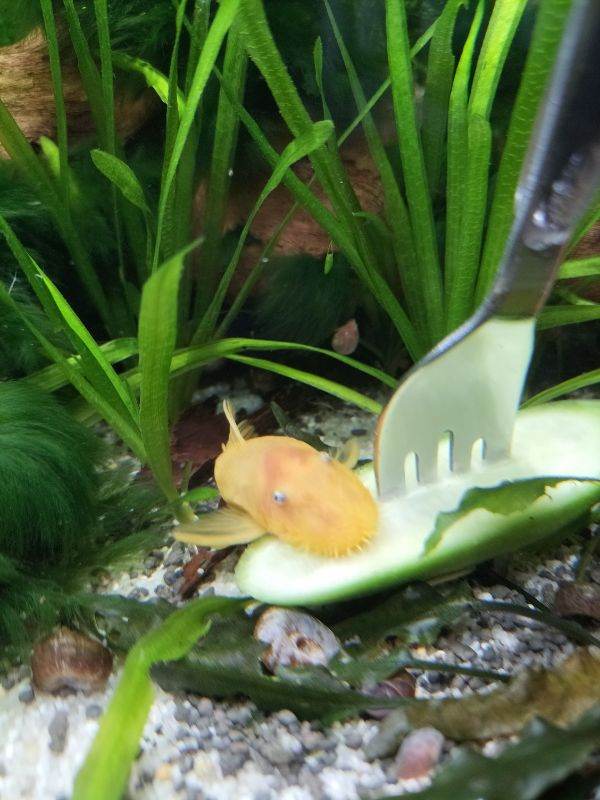 Costessey NR5 0PX blue eyed lemon adult male pleco aquarium shrimp reds, yellows and blacks 