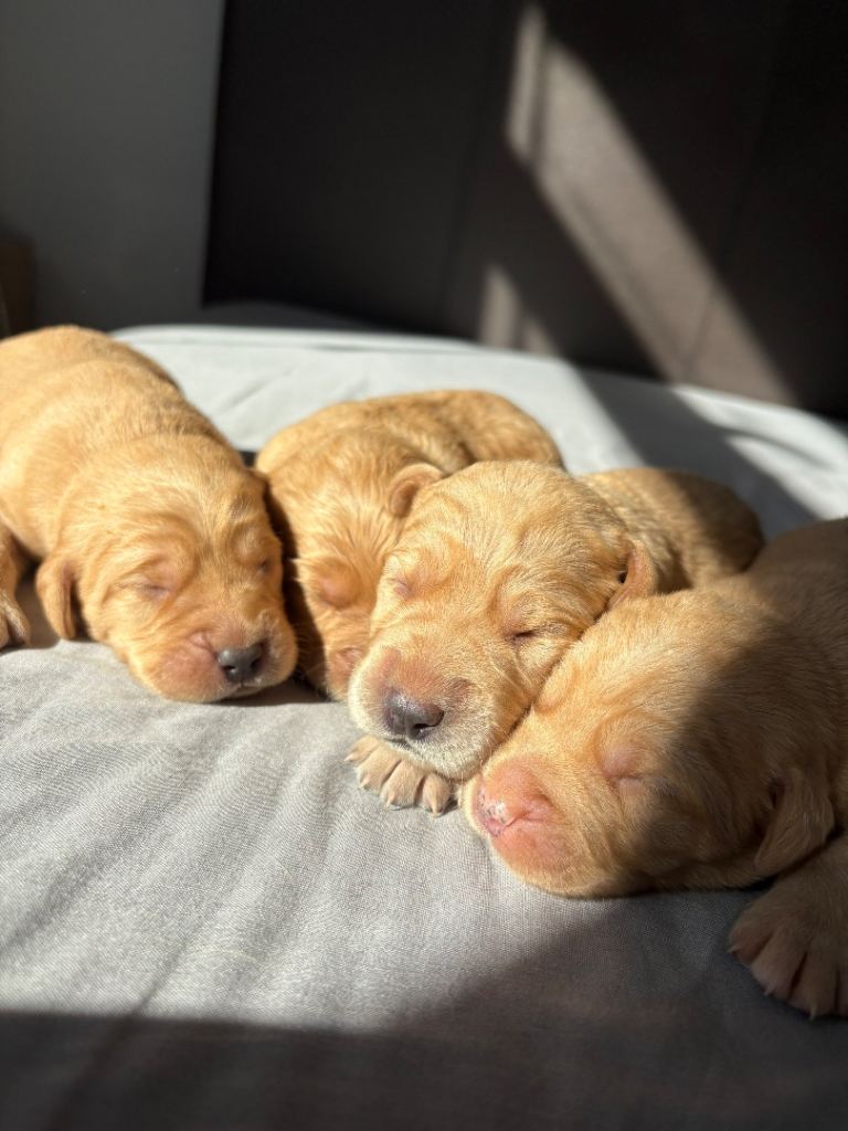 Labradoodles 