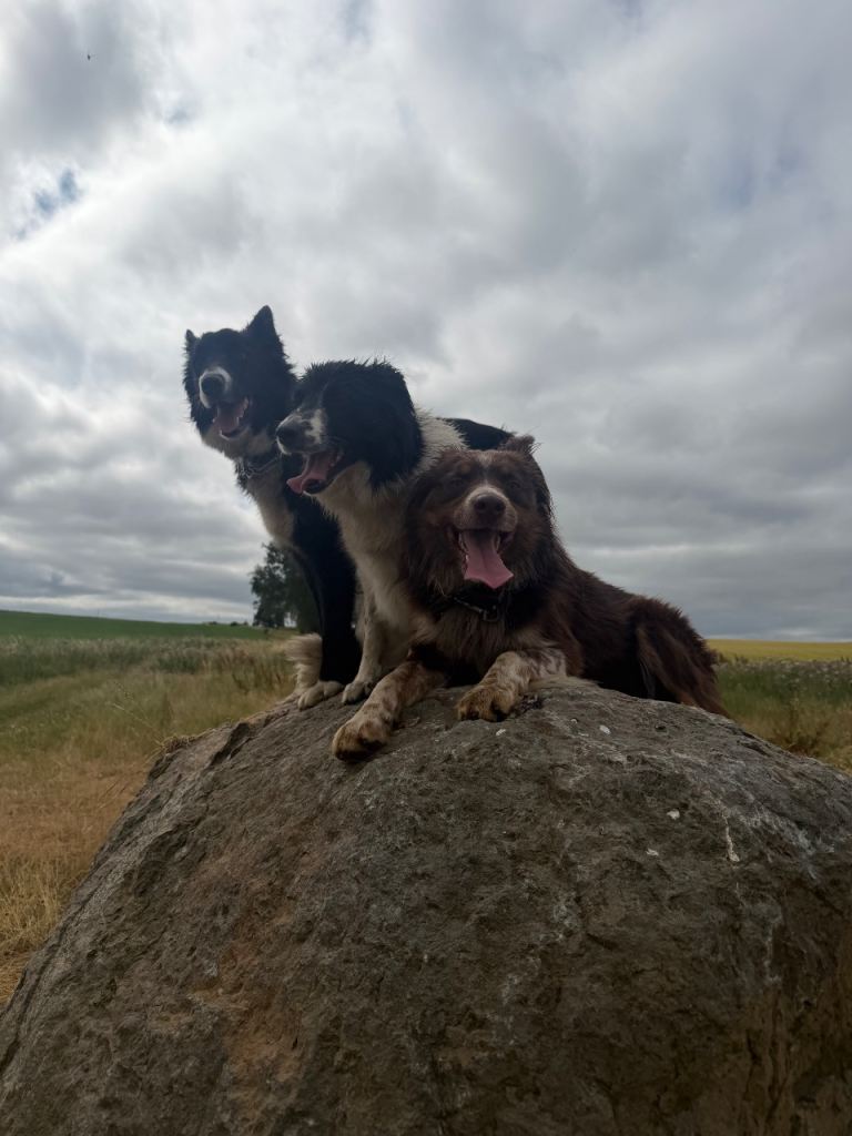 2 year old sheepdog 