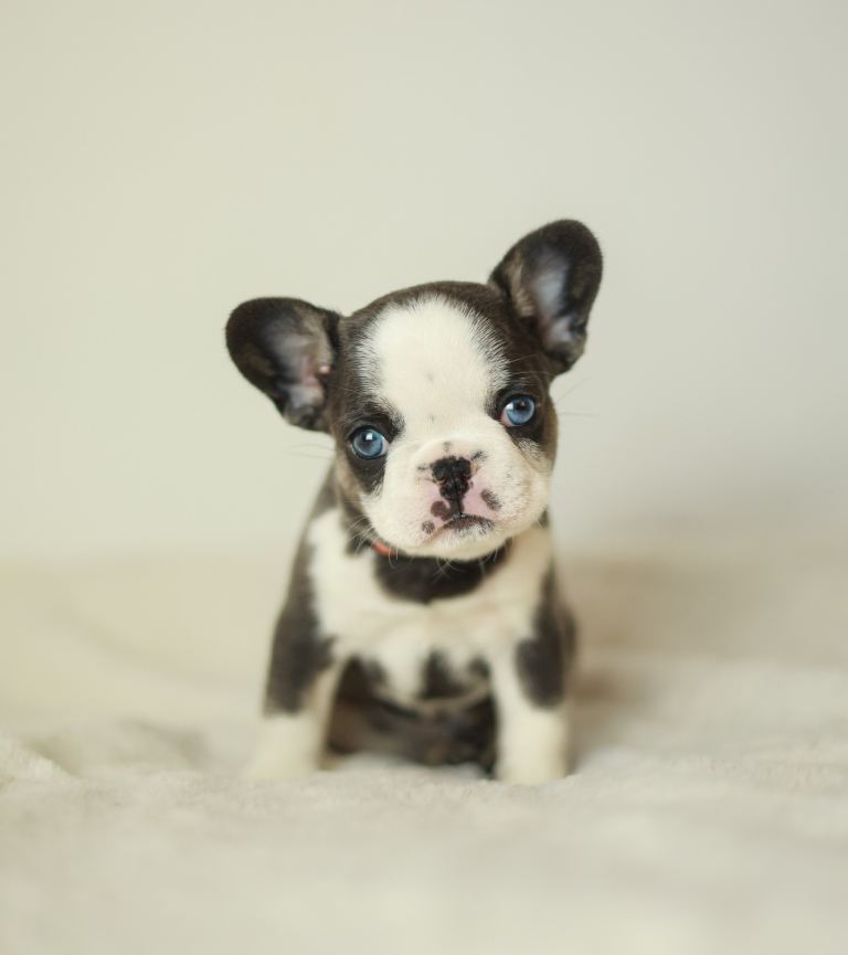 Last two French bulldog puppies left!!