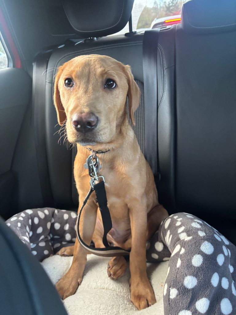 8 month old Labrador 