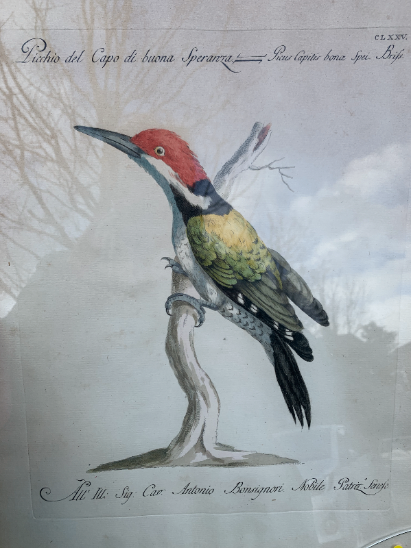 Set of 4 Original Hand-Colored Engravings/Etchings from Saverio Manetti’s Storia naturale , Florence