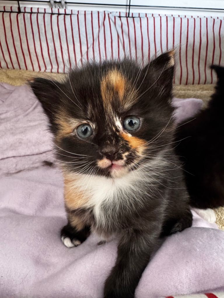 Female calico/tortie kitten