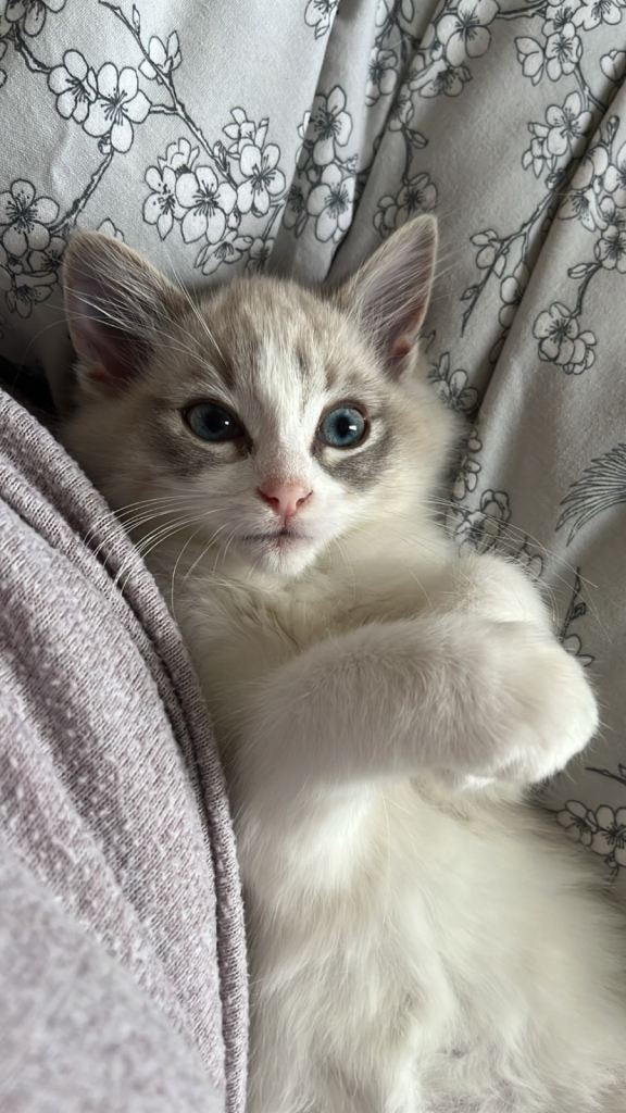 Beautiful blue ragdoll kittens 