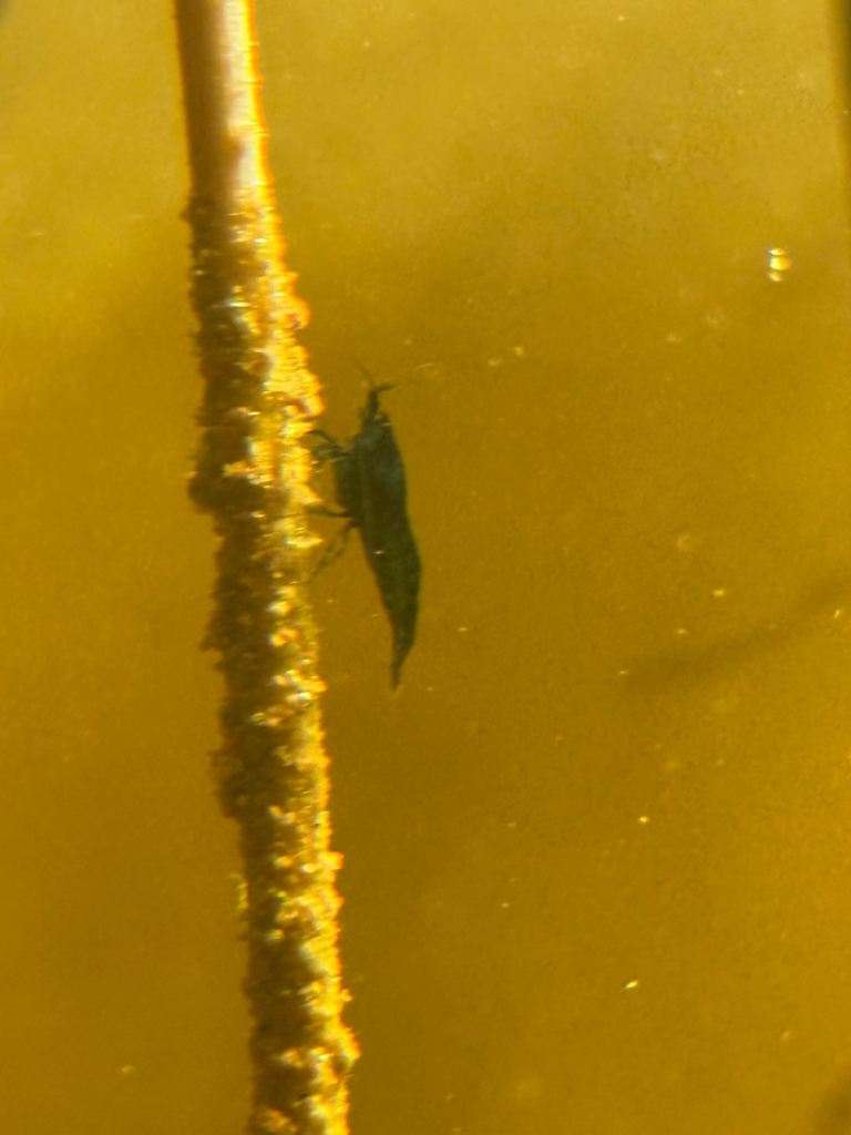 Hardy Blue Dream Shrimp for Sale – UK Bred – Website and Delivery Available