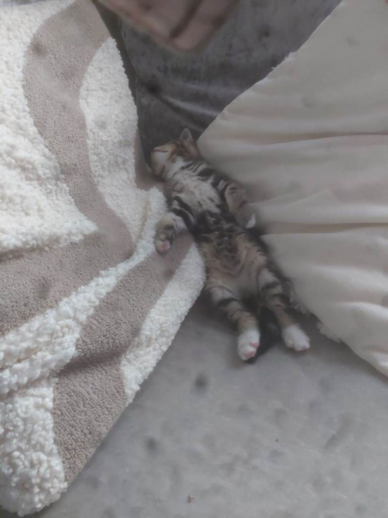 Tabby kittens 