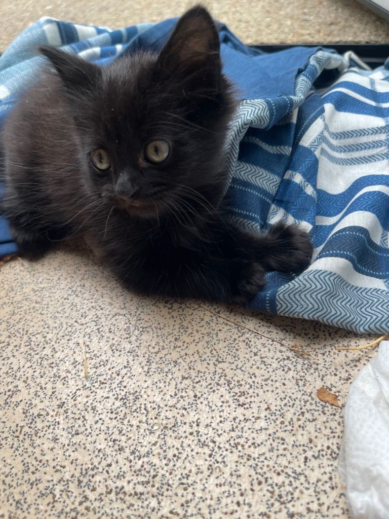 3 Kittens For Sale