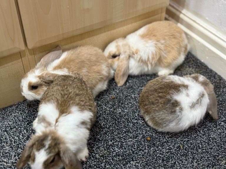 MINI LION LOP RABBITS