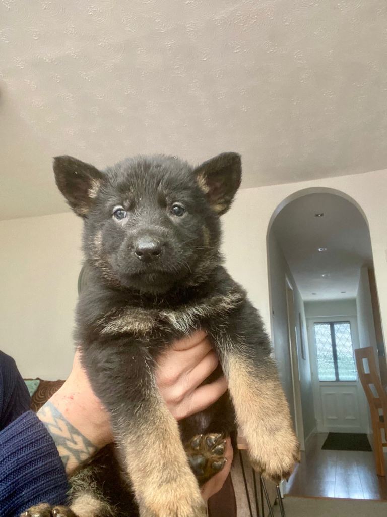 German shepherd puppies