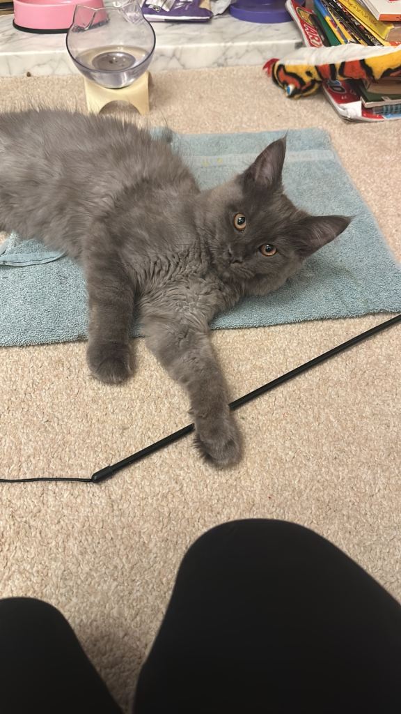 Gorgeous Blue Maine coon female for sale 