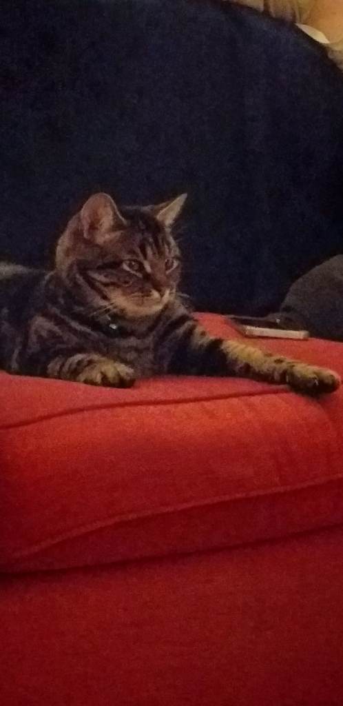 Seeking a Border Terrier pup