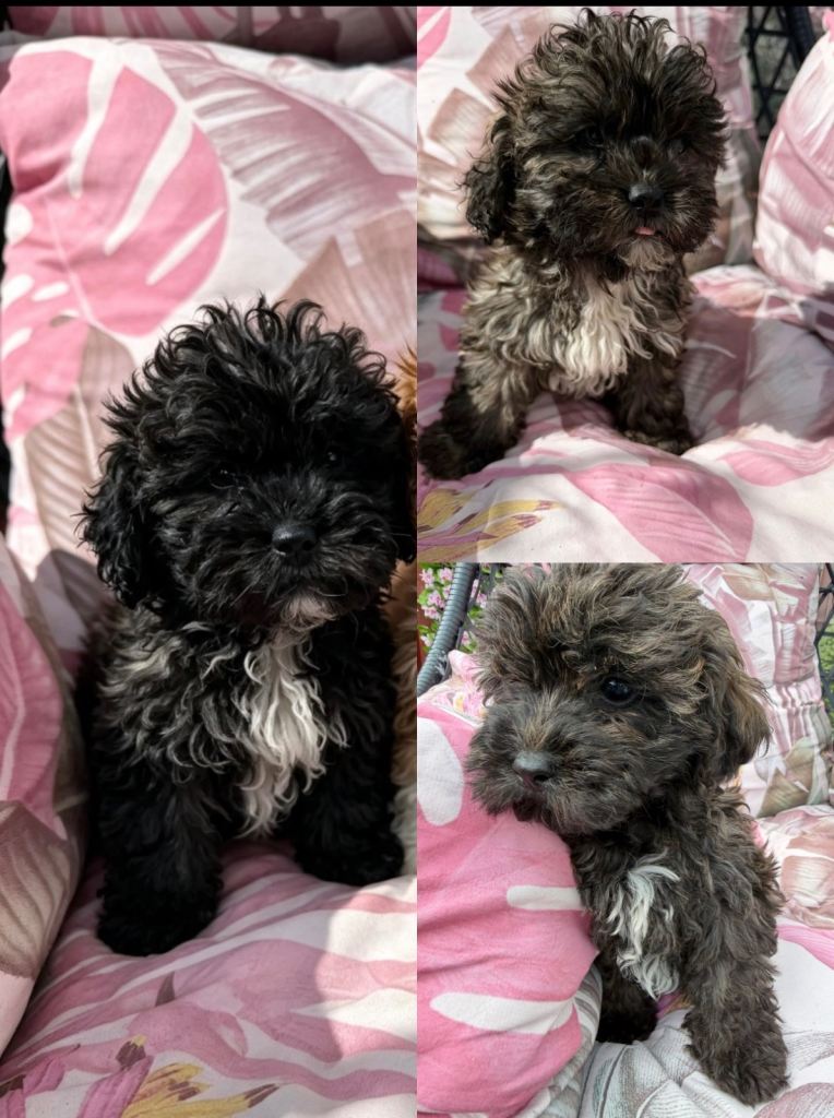 Shih Tzu x Toy Poodle