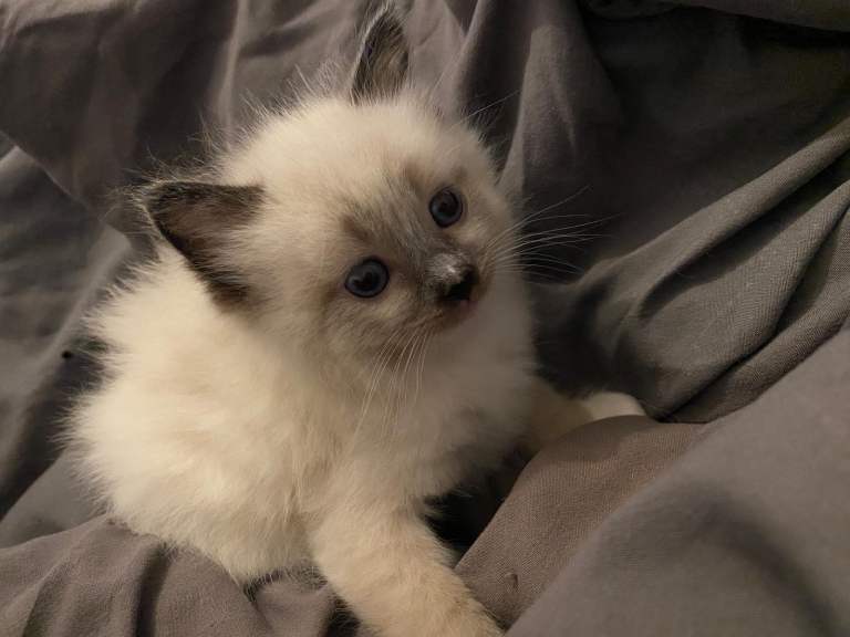 Ragdoll kittens ready to get home ♥️