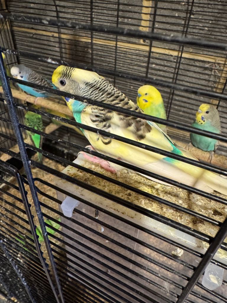 Budgies for Sale – Healthy & Active