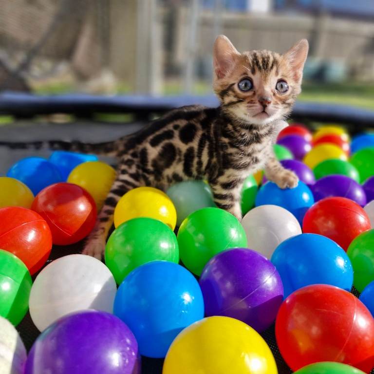 TICA REGISTERED PURE BENGAL MALE KITTEN, EXCEPTIONAL QUALITY 