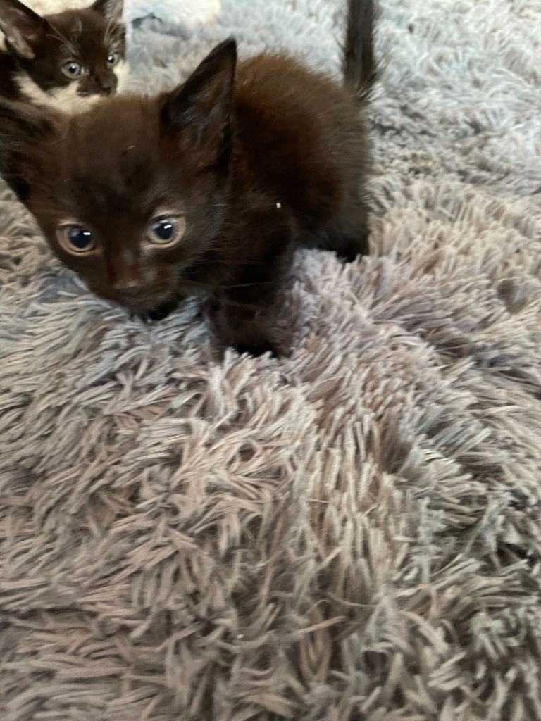 Cute Kittens Looking for New Homes