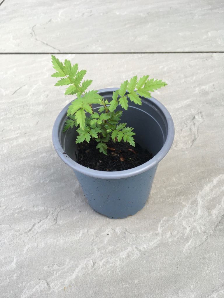 Rowan tree sapling. 