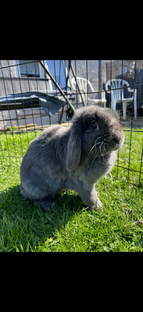 Female Mini Lop
