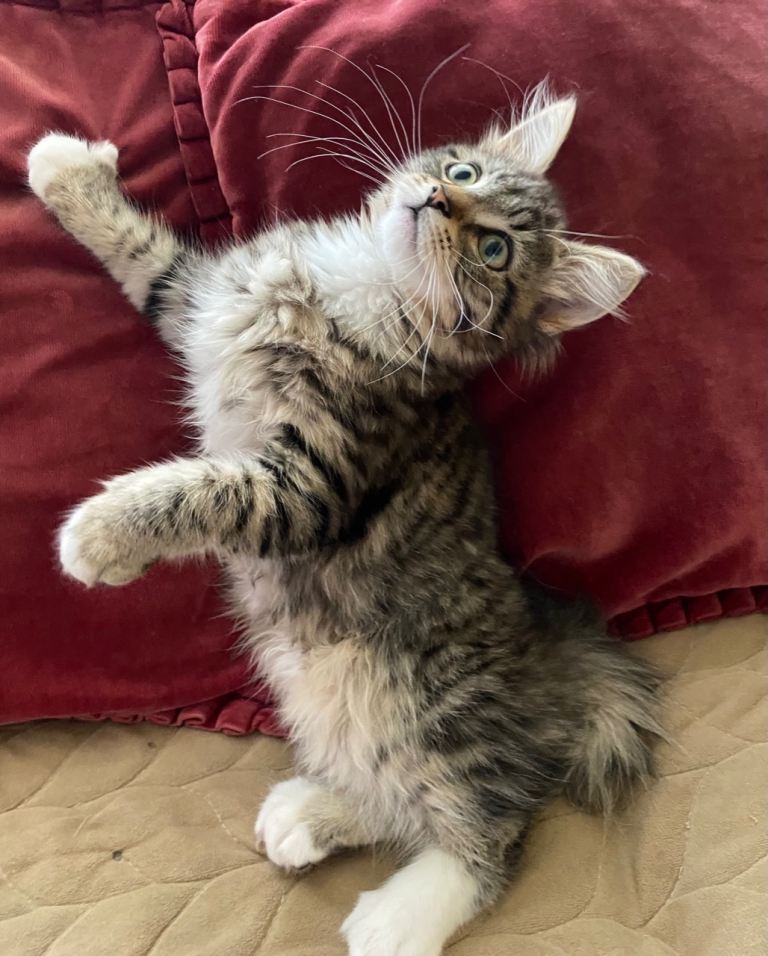 Maine Coon Another Absolutely Fascinatingly Beautiful Kitten for Sale