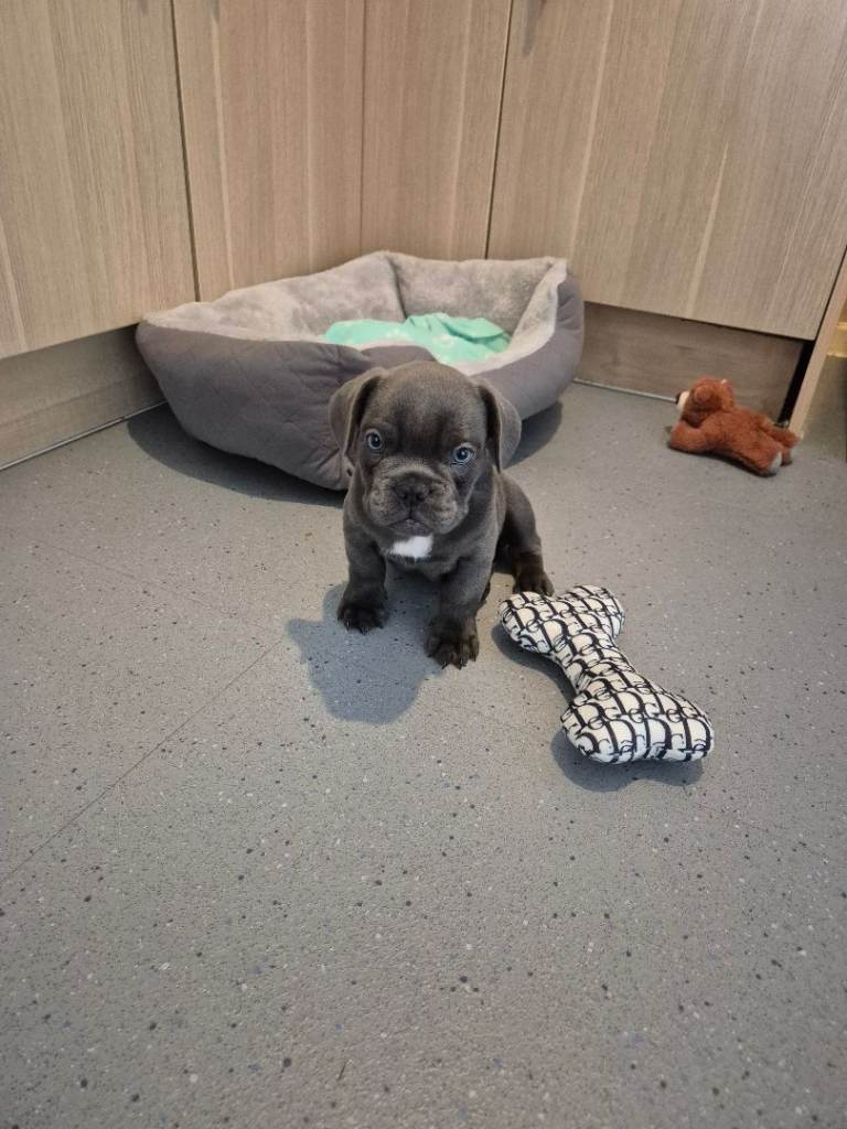Blue male french bulldog puppy 
