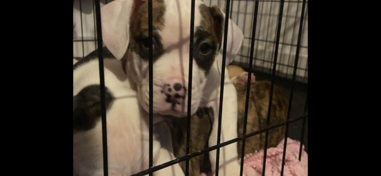 American Bulldog Pups