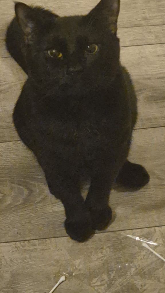     Temporary home needed for friendly indoor cat (Southall)