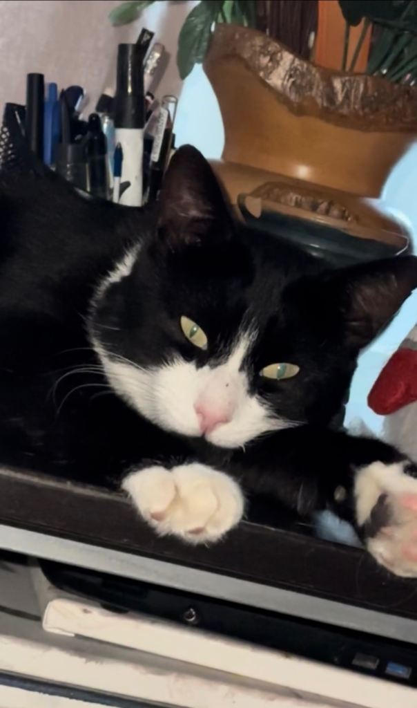 Lovely taxido boy in search of a loving home 