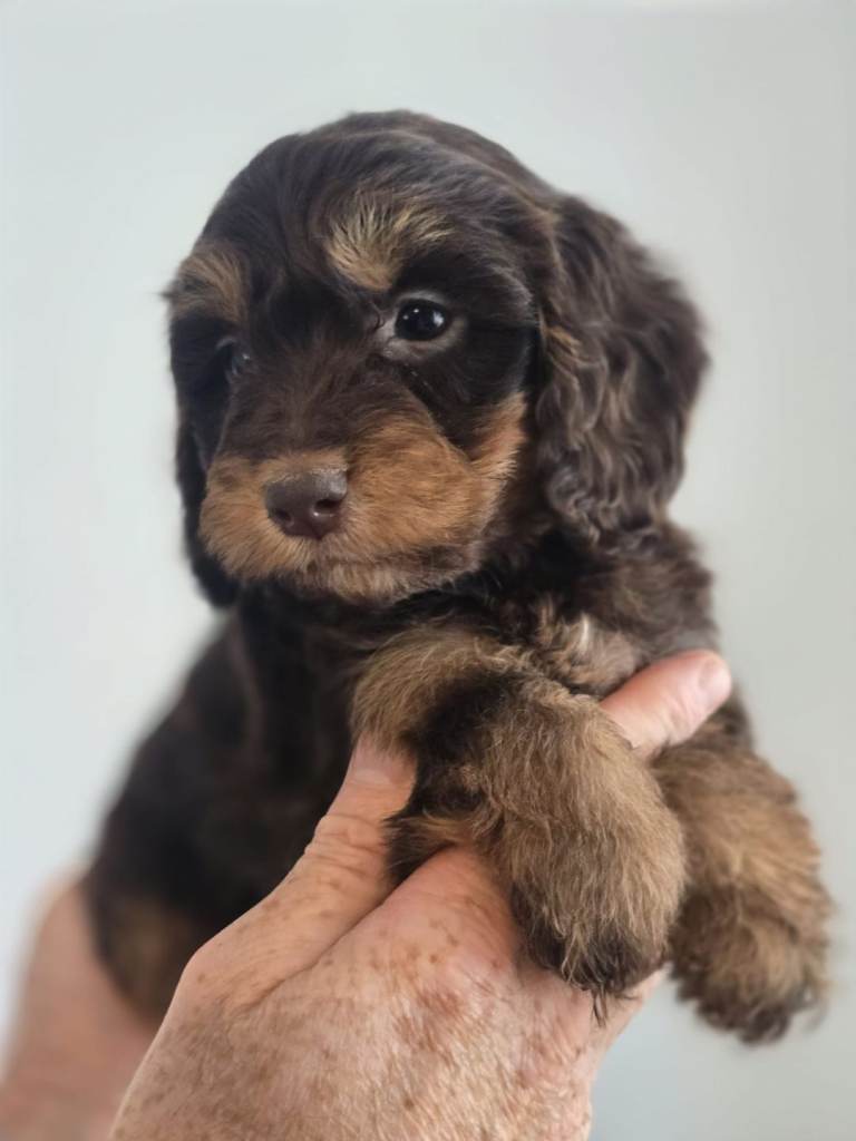 Chocolate and tan Toy Cockapoo puppies 