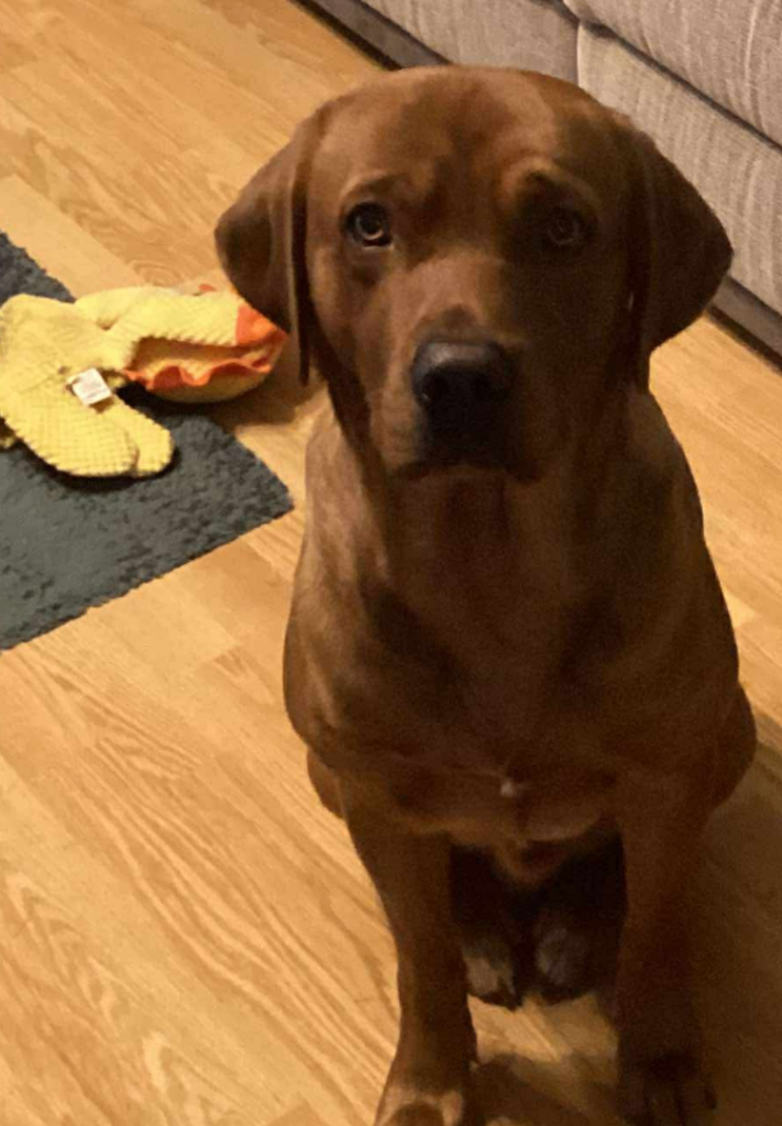 Fox Red Labrador