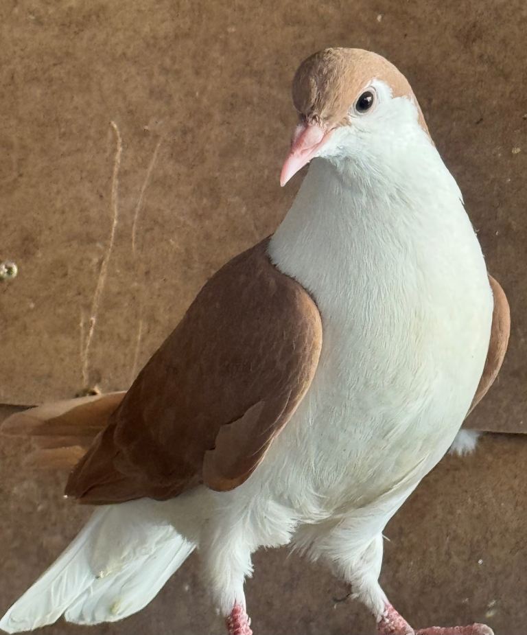 Afghani pigeon