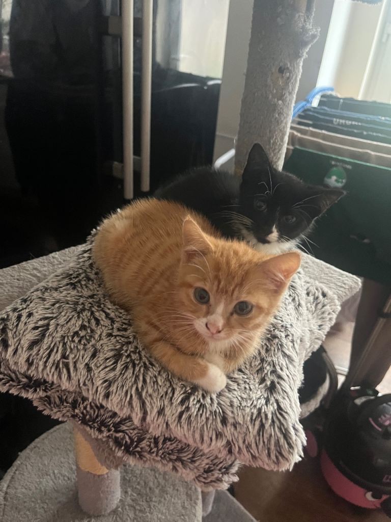 Two cats for sale