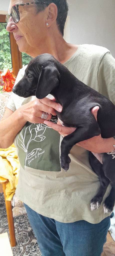 Whippet Bedlington 