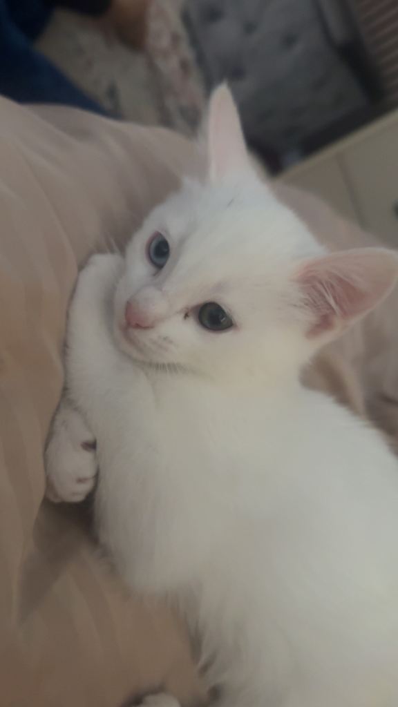 Beautiful white kitten looking for a loving home 