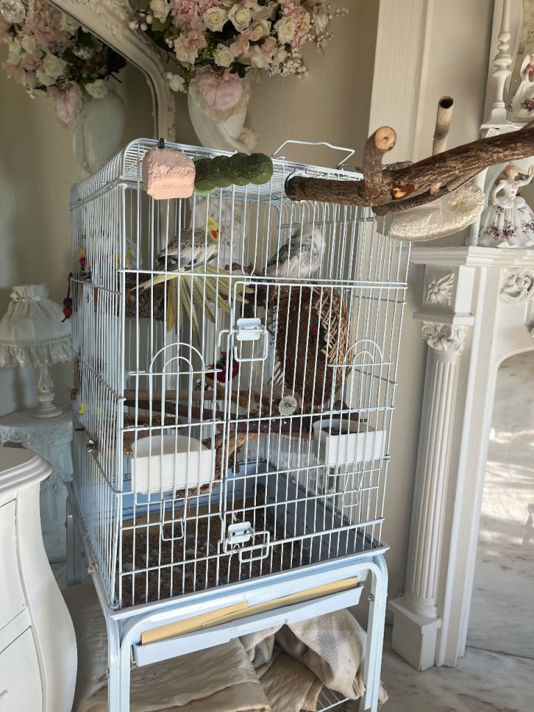 Two cockatiels 