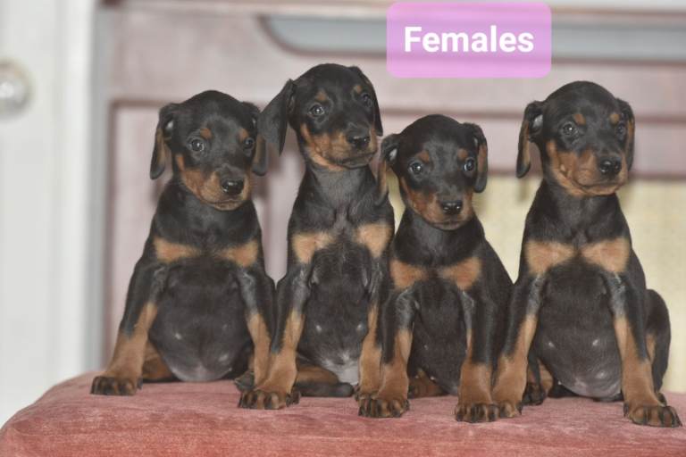 Excellent dobermann pups 