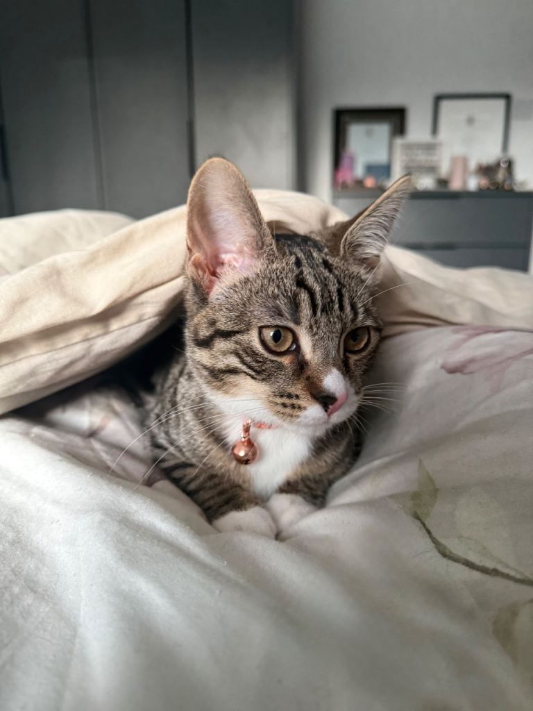 Tabby Cat 