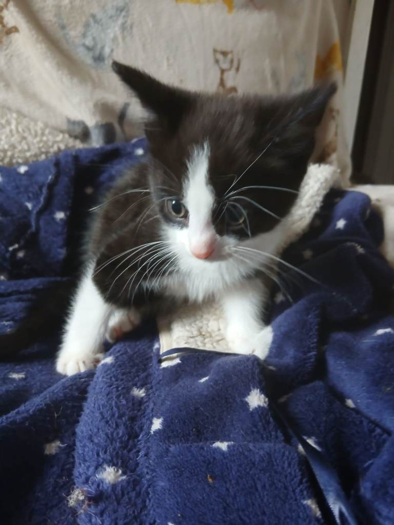 Black and white Kittens for Sale