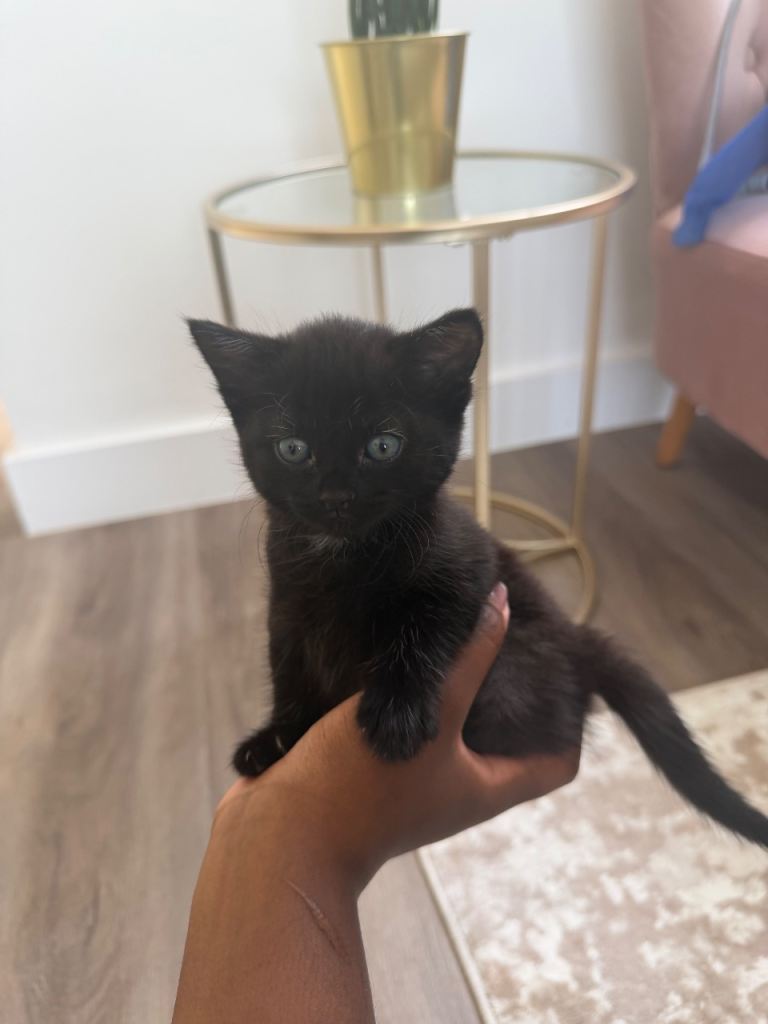 2 Kittens for sale- immediately 