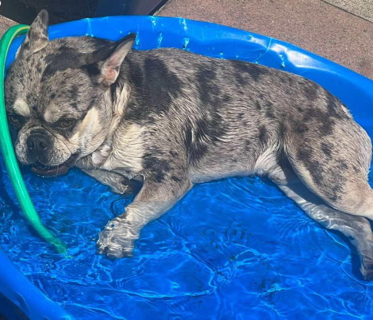 Male French bulldog for sale 