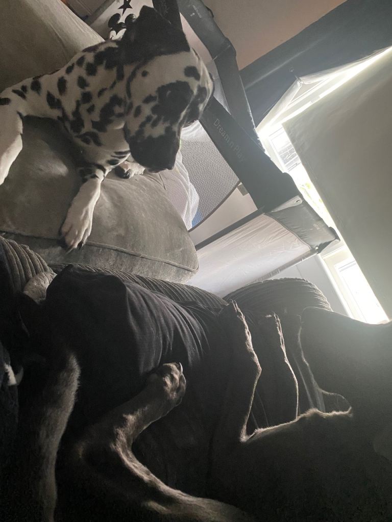 3 year Dalmatian male