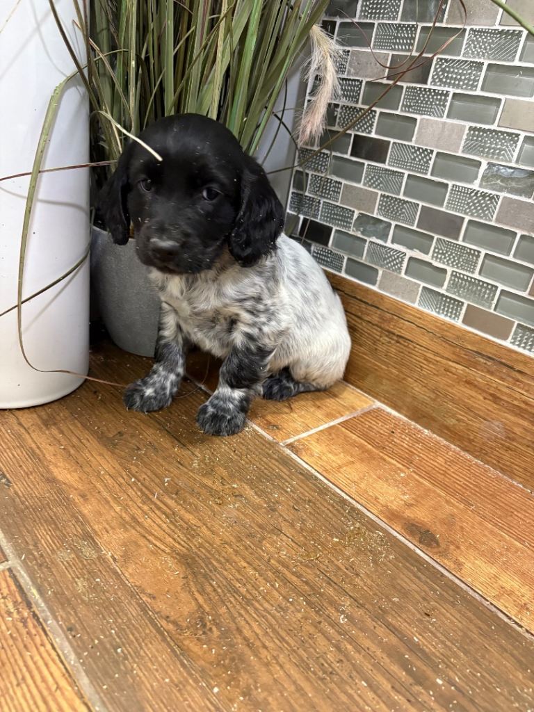 F1B cockapoo pups Ready 20-12