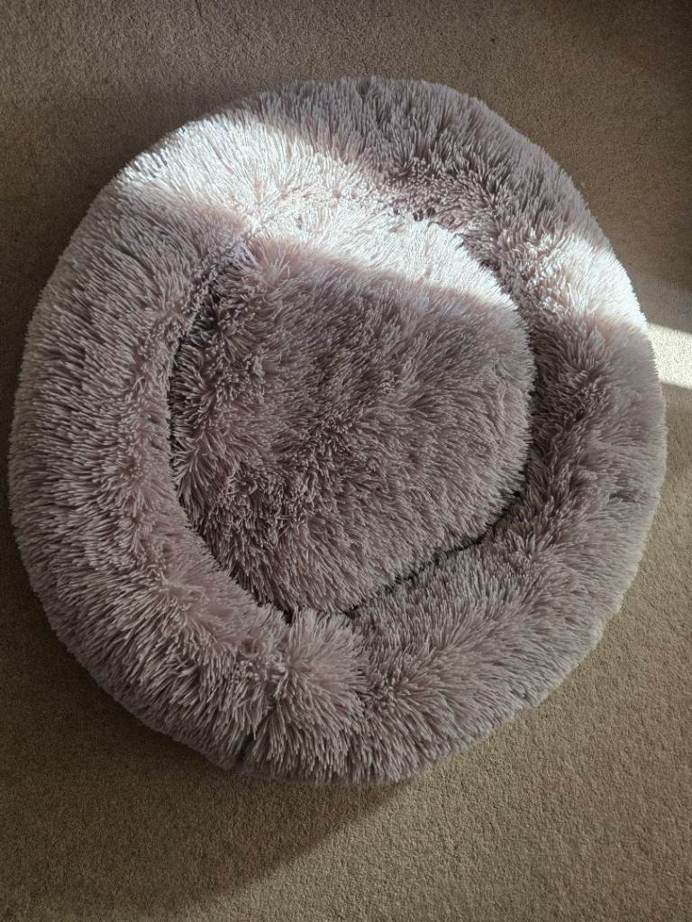 Dog Accessories