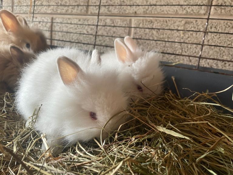 Lionhead rabbits 